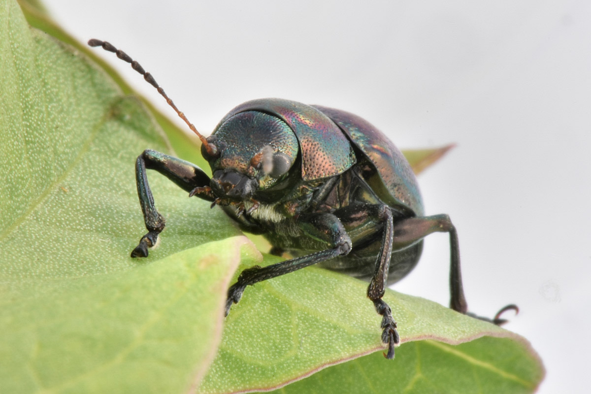 Chrysomelidae:  Colasposoma dauricum